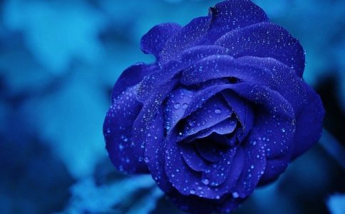 100个好听的花店的名字 100个好听的花店的名字