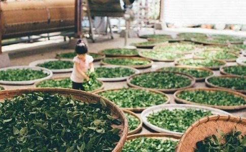 适合茶叶公司的名字 适合茶叶公司的名字