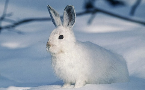 姓乔的男孩名字洋气点兔年