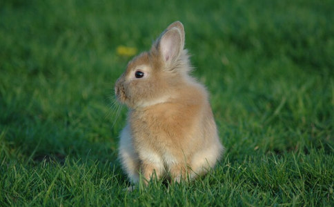 吕姓独有好名字兔年