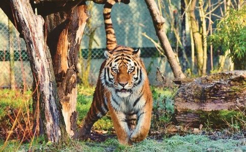 姓魏虎宝宝名字