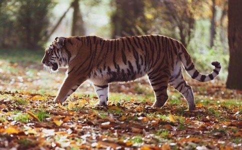 姓曹虎年好听大气名字